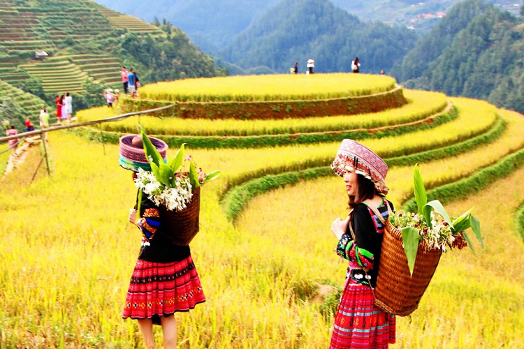 TOUR HÀ NỘI -YÊN BÁI - MÙ CĂNG CHẢI MÙA LÚA CHÍN GIÁ RẺ 